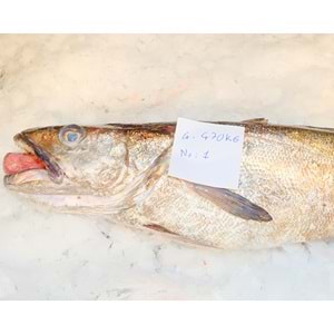 İRİ MIRLAN LANGA (4.475 GR)
