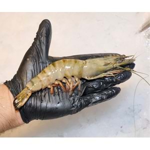 Karides Jumbo Çok İri Tiger