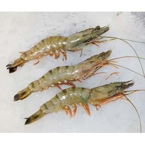 Karides Jumbo Çok İri Tiger