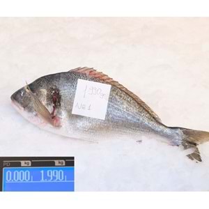 ÇİPURA DENİZ 1.990 GR