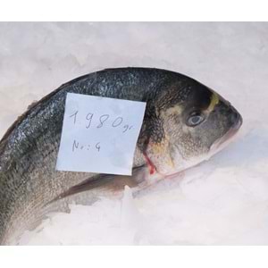 ÇİPURA DENİZ 1.980 GR