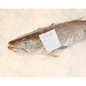 İRİ MIRLAN LANGA (2.675 GR)