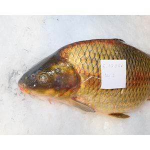 SAZAN BALIĞI 6.175 GR