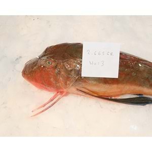 KIRLANGIÇ (2665 GR )