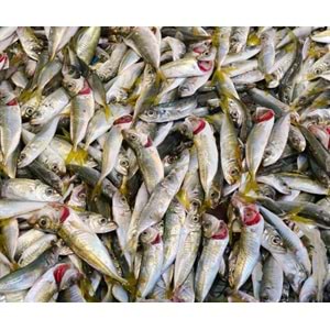 İSTAVRİT İRİ 4 KG KASA