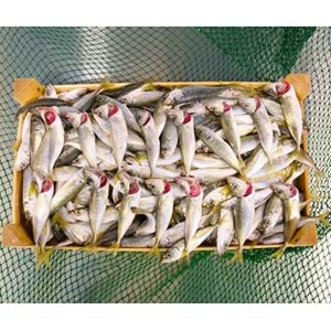 İSTAVRİT İRİ 4 KG KASA