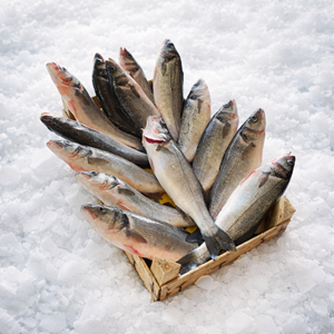 LEVREK (300 - 350gr.) 5 KG KASA