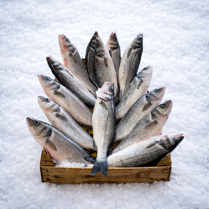 LEVREK (500-600gr.) 10 KG KASA