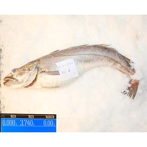 İRİ MIRLAN LANGA (3.740 GR)