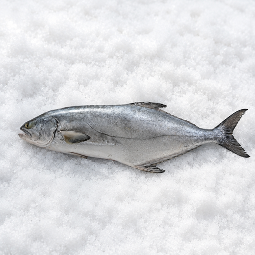 AKYA (ÇIPLAK EGE) 8 KG