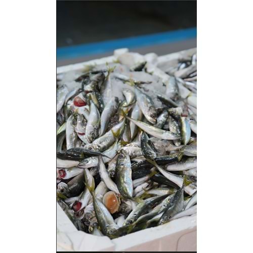 İSTAVRİT KARADENİZ KIRAÇA 4KG KASA