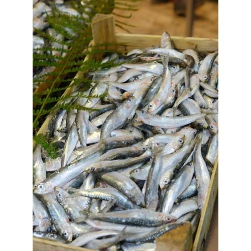SARDALYA 6 KG AYIKLANMIŞ