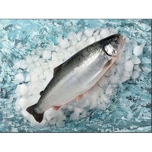 TÜRK SOMON 4 KG(KASA) + 1 KİLO İSTAVRİT HEDİYE