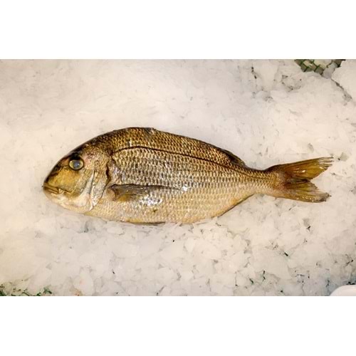 İRİ MERCAN BALIĞI 4KG(KASA)