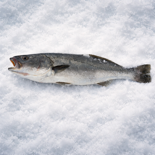 KAYA LEVREĞİ 3,660 KG