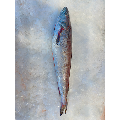 MIRLAN İRİ 1,586 KG