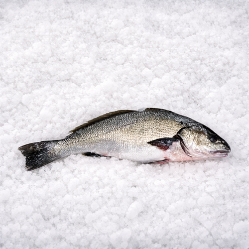 MİNEKOP OLTA ADET 3,000-3,200 KG