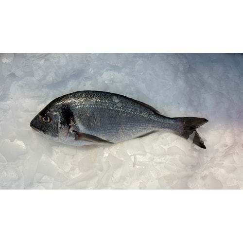 ÇİPURA İRİ 1-1.2 KG ADET