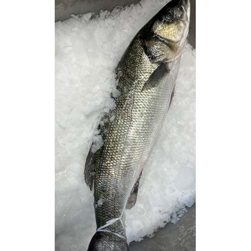 Deniz Levreği 8,650 GR.