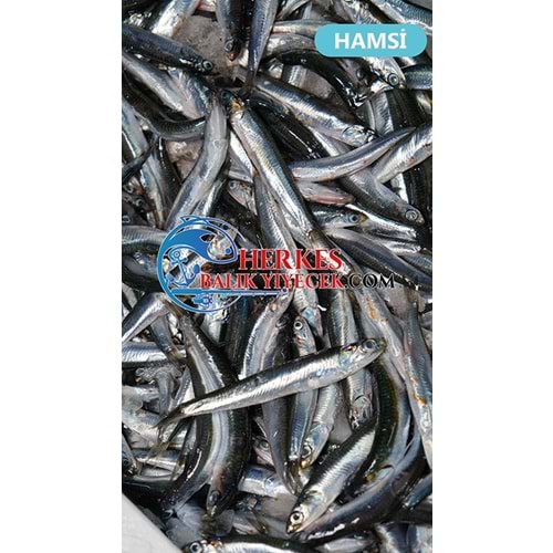 HAMSİ KG