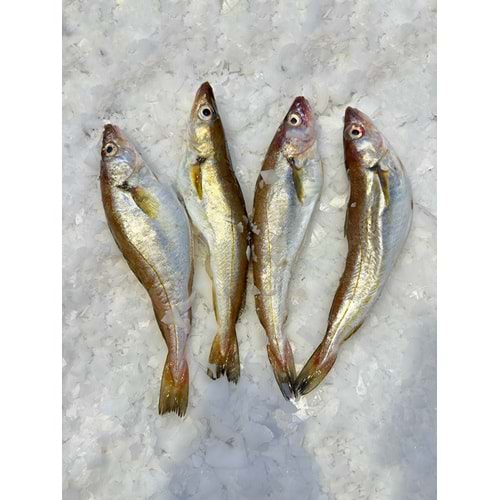 KARADENİZ MEZGİT ÇOK İRİ (3 KG )