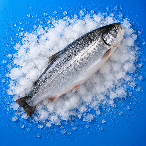 TÜRK SOMON (4 KG KASA)