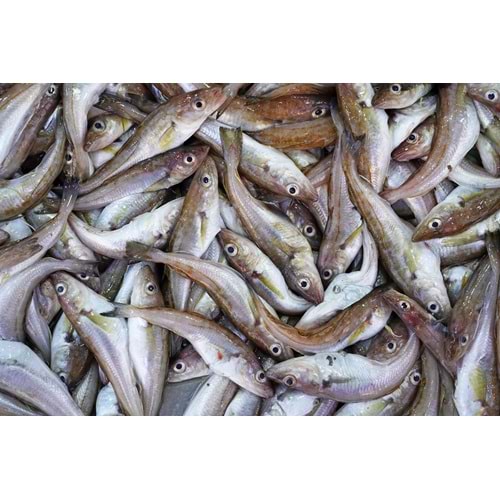 KARADENİZ MEZGİT (4 KG KASA)