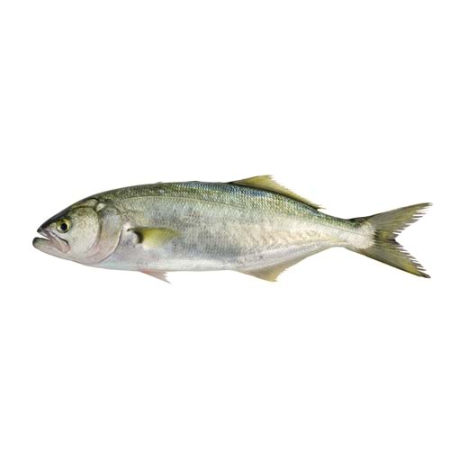 KOFANA 8