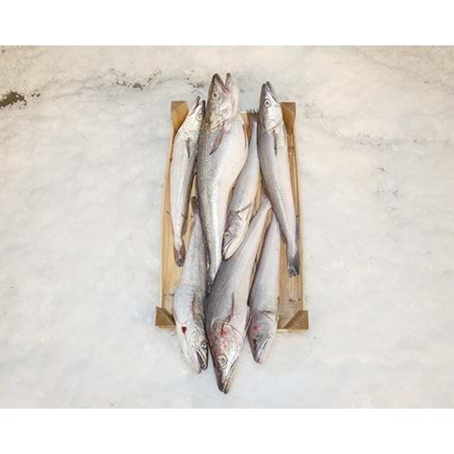 MIRLAN ÇOK İRİ KASA 3,5 KG