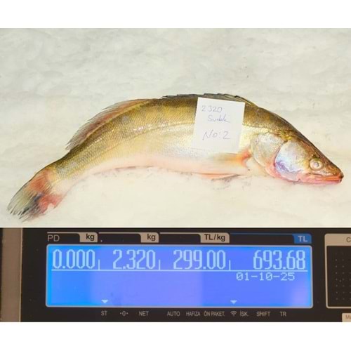 TATLI SU LEVREĞİ 2.320 GR