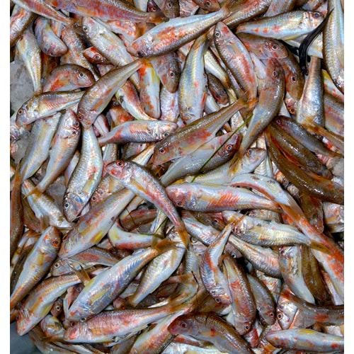 TEKİR ORTA 4KG (KASA)