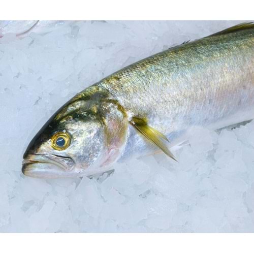 LÜFER ADET (200gr-250gr)