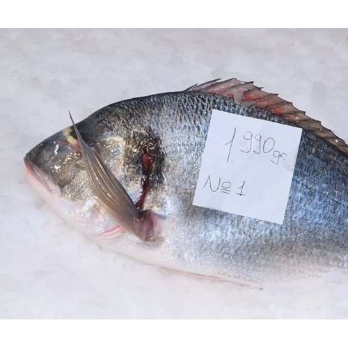 ÇİPURA DENİZ 1.990 GR