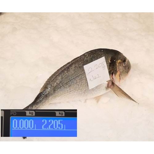 ÇİPURA DENİZ 2.205 GR
