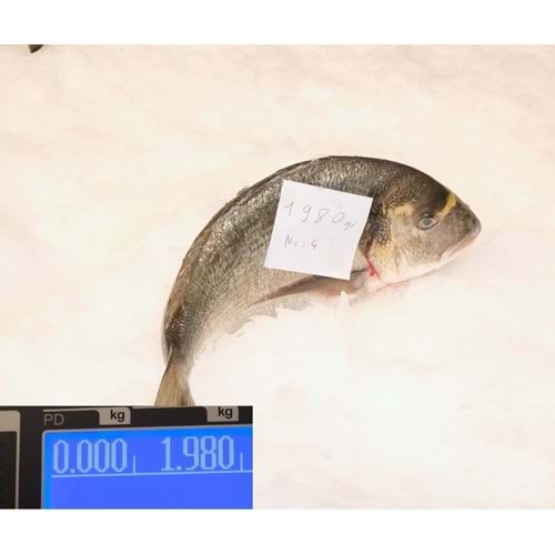 ÇİPURA DENİZ 1.980 GR