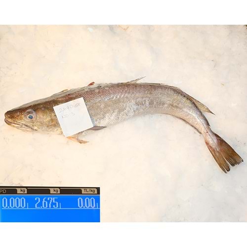 İRİ MIRLAN LANGA (2.675 GR)