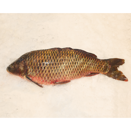 SAZAN BALIĞI 5,180 GR