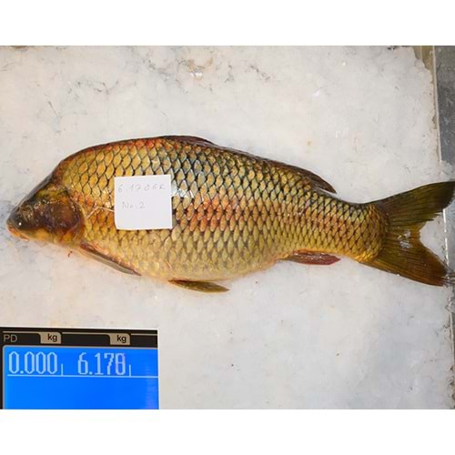SAZAN BALIĞI 6.175 GR