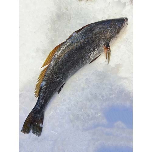 KAYA LEVREĞİ 6,350 KG