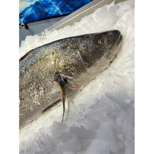 KAYA LEVREĞİ 6,100 KG