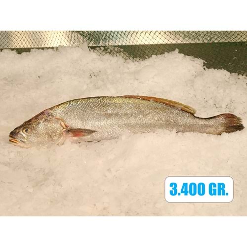 KAYA LEVREĞİ 3.250 KG