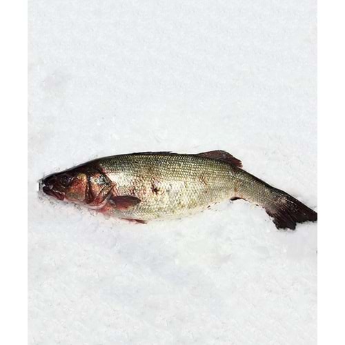 DENİZ LEVREĞİ 5.400 GR