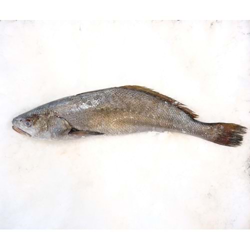 KAYA LEVREĞİ 2.711 GR