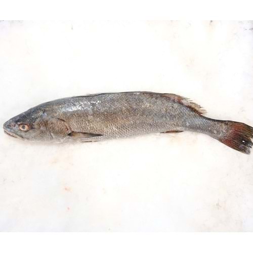 KAYA LEVREĞİ 3,00 KG