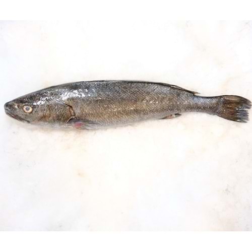 KAYA LEVREĞİ 4,920 KG