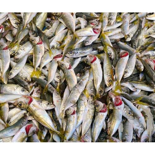 İSTAVRİT İRİ 4 KG KASA