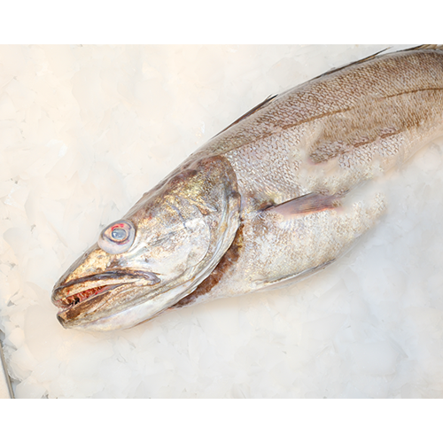 MIRLAN ÇOK İRİ 5,270 GR.