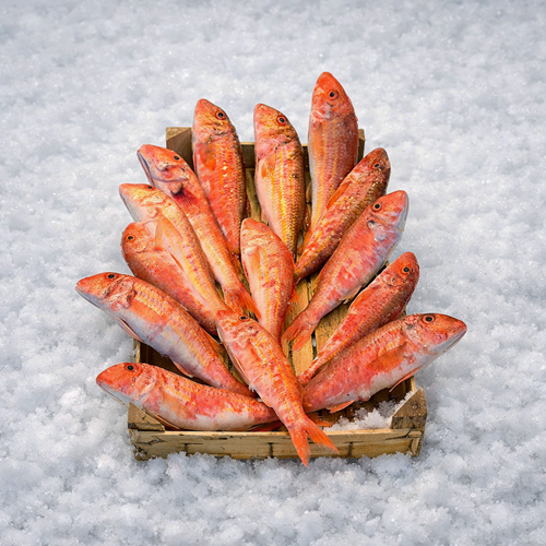 BARBUN (ÇOK İRİ) KG