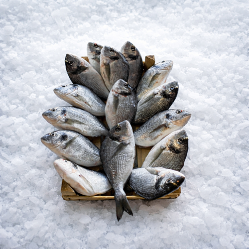 ÇİPURA (300 - 350gr.) 5 KG KASA