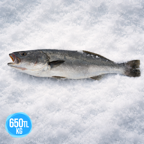 KAYA LEVREĞİ 7,655 KG